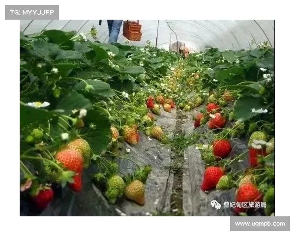 温网草莓销量创纪录三天消耗超十吨奶油草莓成为赛事新亮点 温网草莓销量创纪录三天消耗超十吨奶油草莓成为赛事新亮点